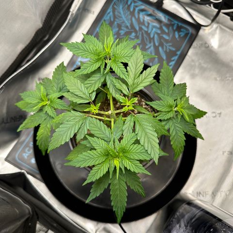 Wedding Crasher growlog timeline photo