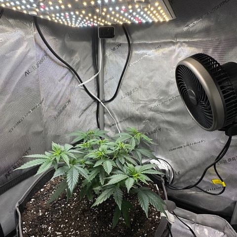 Wedding Crasher growlog timeline photo