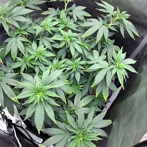 Wedding Crasher growlog timeline photo