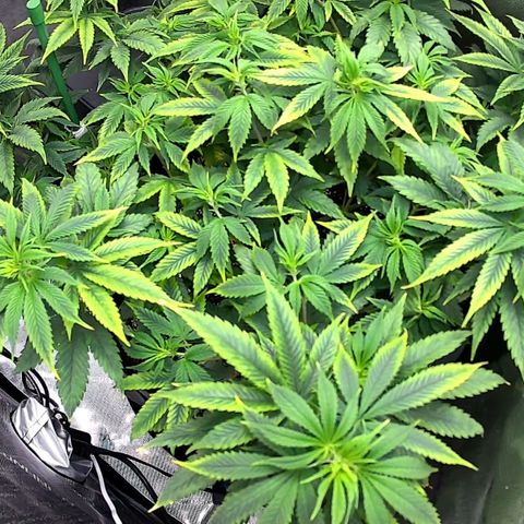 Wedding Crasher growlog photo: Plant showing clear pH imbalance.
Corrected water to 6.2