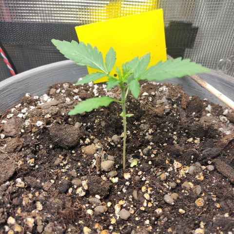 Quick One #1 Grigio  growlog timeline photo