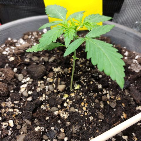 Quick One #1 Grigio  growlog timeline photo