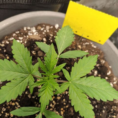 Quick One #1 Grigio  growlog timeline photo