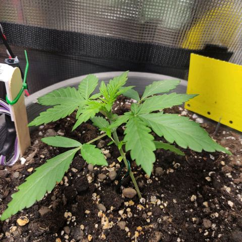 Quick One #1 Grigio  growlog timeline photo