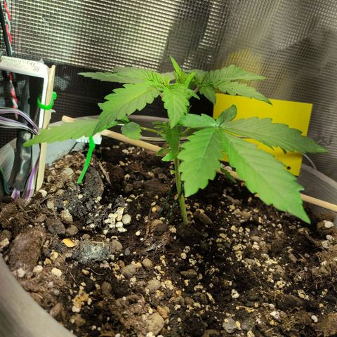 Quick One #1 Grigio  growlog timeline photo