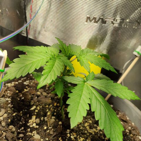 Quick One #1 Grigio  growlog timeline photo