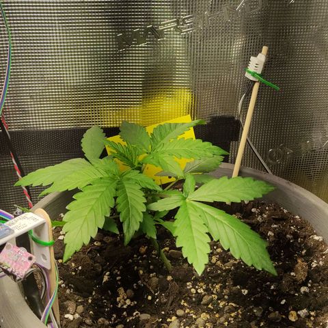 Quick One #1 Grigio  growlog timeline photo
