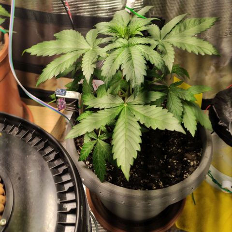 Quick One #1 Grigio  growlog timeline photo