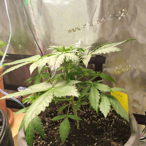 Quick One #1 Grigio  growlog timeline photo
