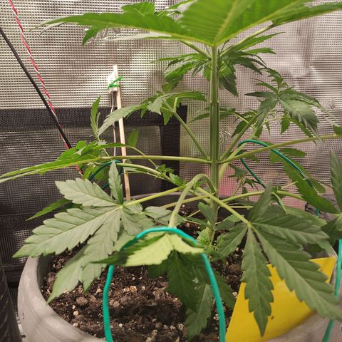 Quick One #1 Grigio  growlog timeline photo