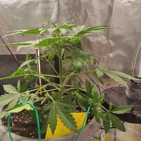 Quick One #1 Grigio  growlog timeline photo