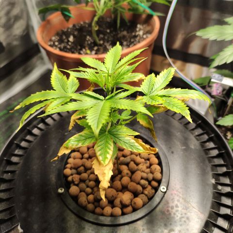 Quick One #1 Grigio  growlog timeline photo