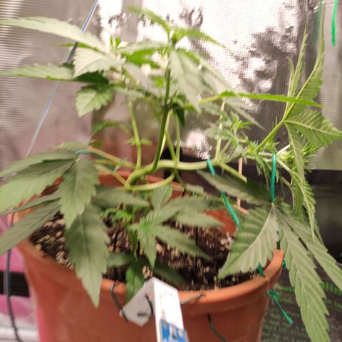 Quick One #1 Grigio  growlog timeline photo