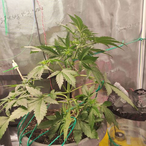 Quick One #1 Grigio  growlog photo: LST 