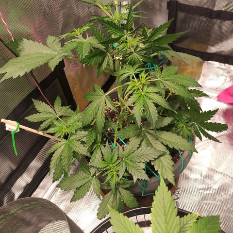 Quick One #1 Grigio  growlog photo: LST 