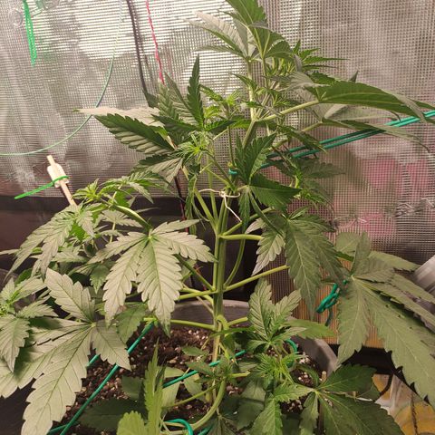 Quick One #1 Grigio  growlog photo: LST 