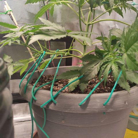 Quick One #1 Grigio  growlog photo: LST 