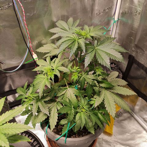 Quick One #1 Grigio  growlog timeline photo
