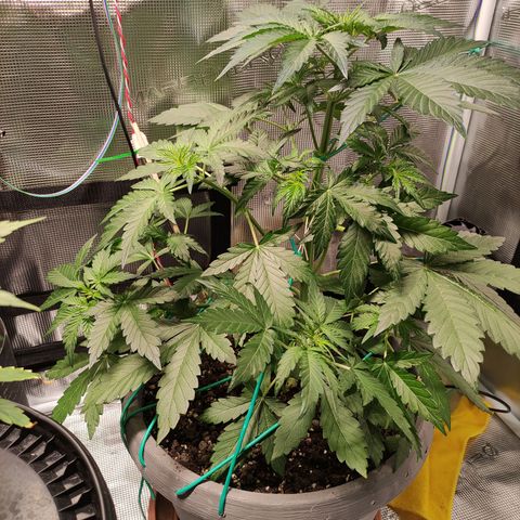 Quick One #1 Grigio  growlog timeline photo