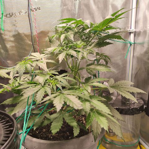 Quick One #1 Grigio  growlog timeline photo