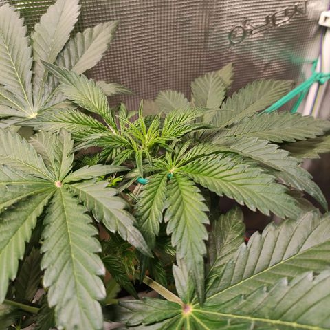 Quick One #1 Grigio  growlog timeline photo