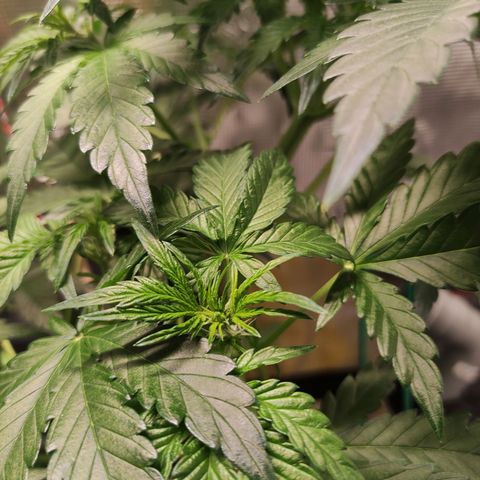 Quick One #1 Grigio  growlog timeline photo