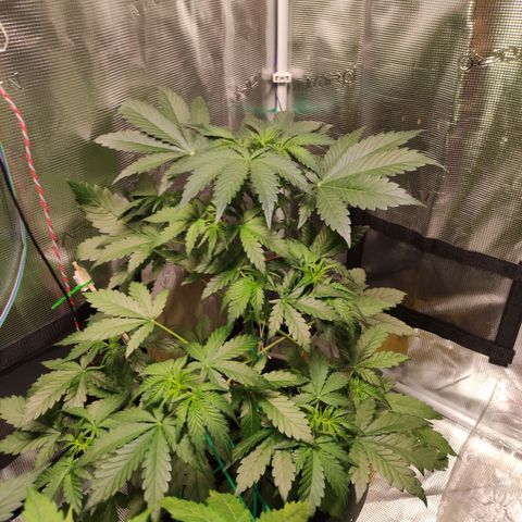 Quick One #1 Grigio  growlog timeline photo