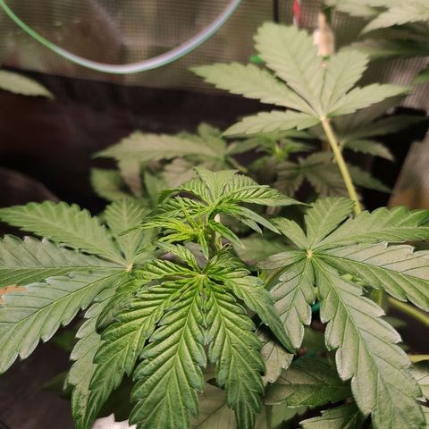 Quick One #1 Grigio  growlog timeline photo