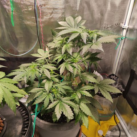 Quick One #1 Grigio  growlog timeline photo