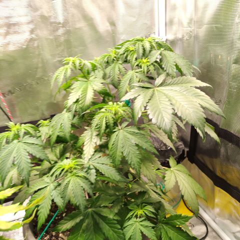 Quick One #1 Grigio  growlog timeline photo