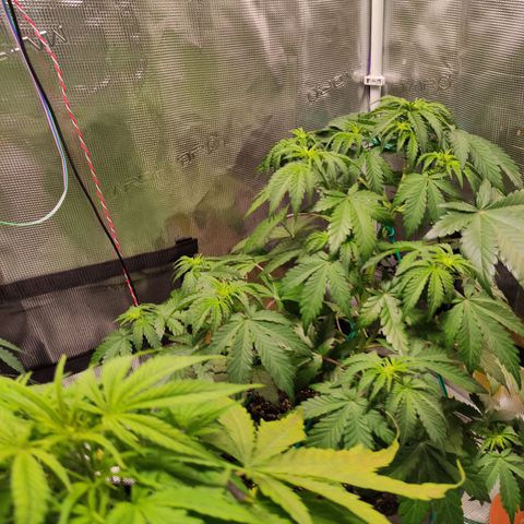Quick One #1 Grigio  growlog timeline photo