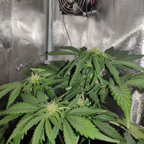 Quick One #1 Grigio  growlog timeline photo