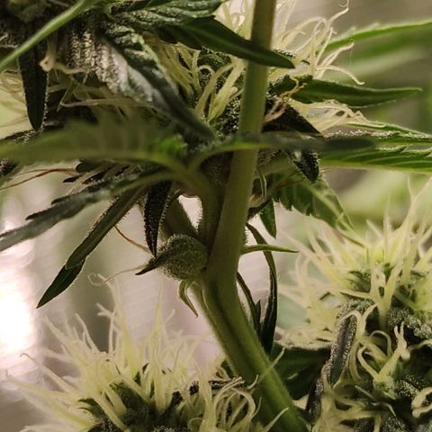 Quick One #1 Grigio  growlog timeline photo
