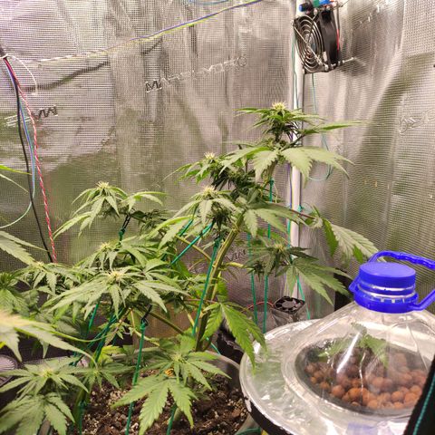 Quick One #1 Grigio  growlog timeline photo