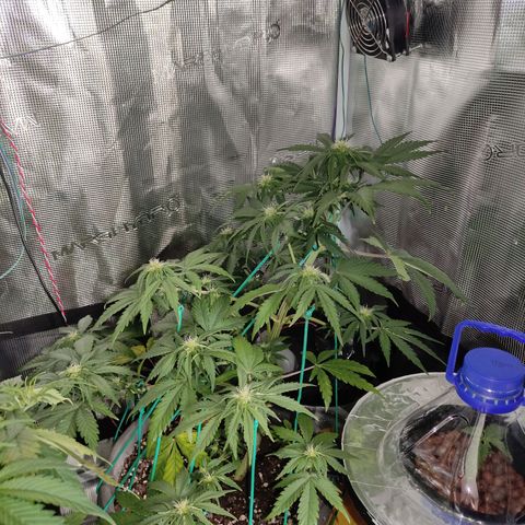Quick One #1 Grigio  growlog timeline photo