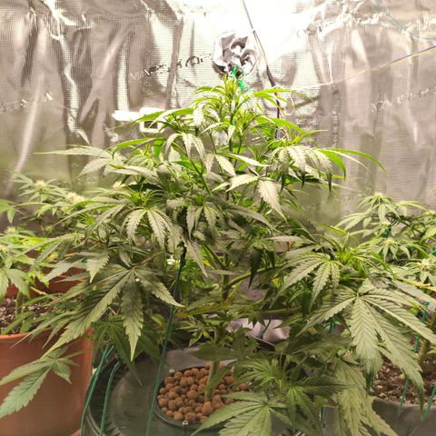 Quick One #1 Grigio  growlog timeline photo