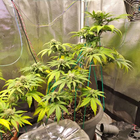 Quick One #1 Grigio  growlog timeline photo