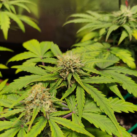 Quick One #1 Grigio  growlog timeline photo
