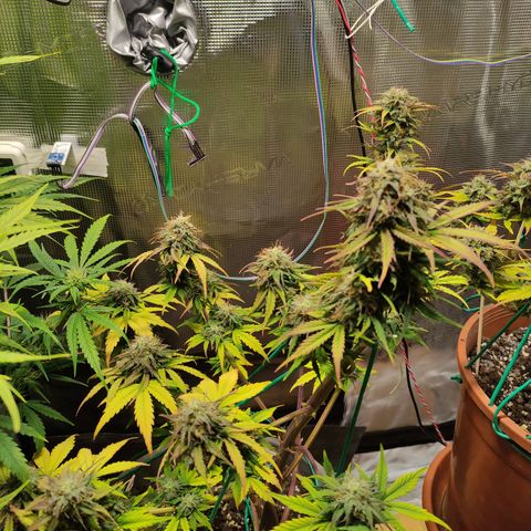 Quick One #1 Grigio  growlog timeline photo