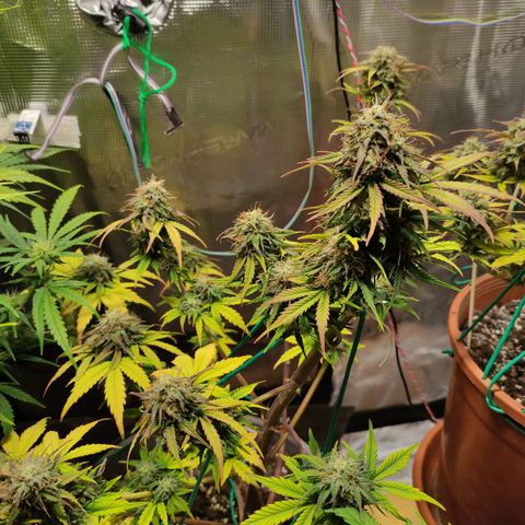 Quick One #1 Grigio  growlog timeline photo