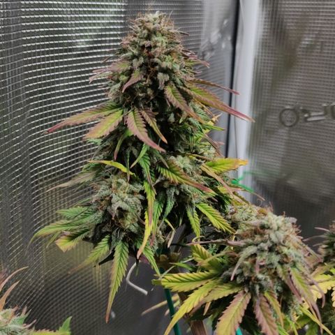 Quick One #1 Grigio  growlog timeline photo