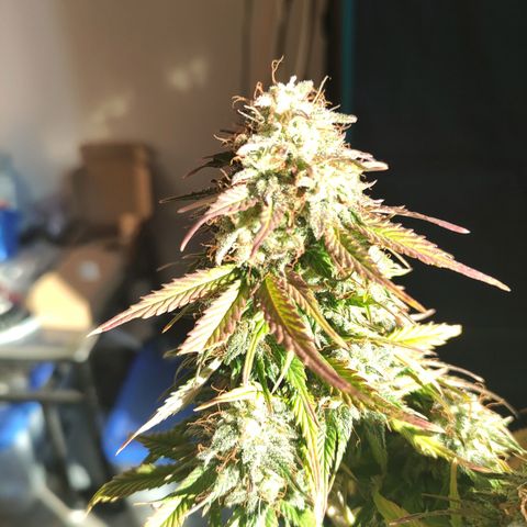 Quick One #1 Grigio  growlog timeline photo