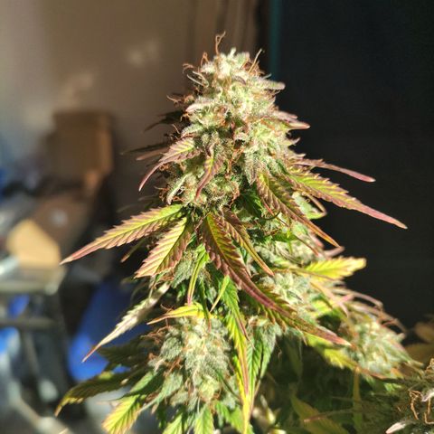 Quick One #1 Grigio  growlog timeline photo