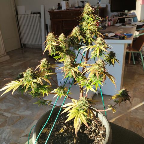 Quick One #1 Grigio  growlog timeline photo