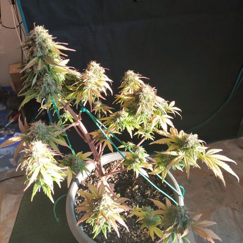 Quick One #1 Grigio  growlog timeline photo