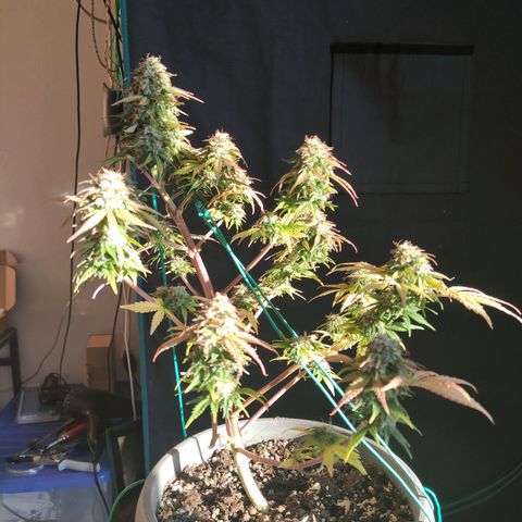 Quick One #1 Grigio  growlog timeline photo