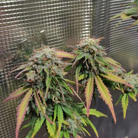 Quick One #1 Grigio  growlog timeline photo