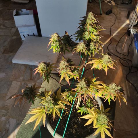 Quick One #1 Grigio  growlog timeline photo