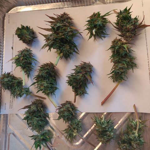 Quick One #1 Grigio  growlog timeline photo