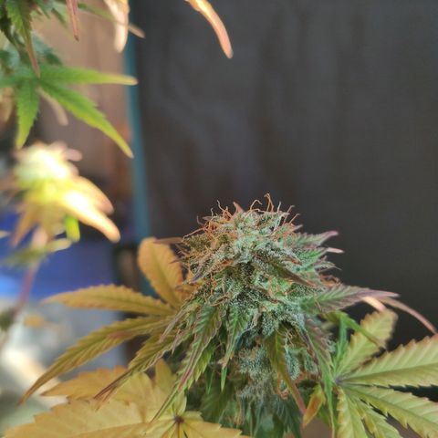 Quick One #1 Grigio  growlog timeline photo